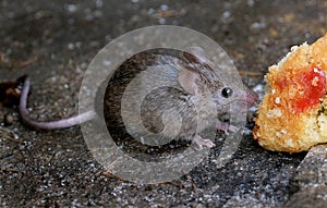 House mouse feeding on cake in winter in urban house garden. photo
