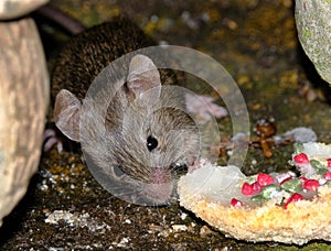 The house mouse is a small mammal of the order Rodentia.