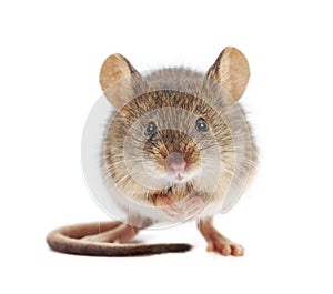 House mouse standing (Mus musculus)