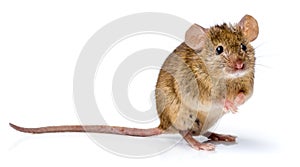 House mouse standing (Mus musculus)