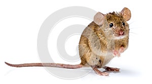 House mouse standing (Mus musculus) photo