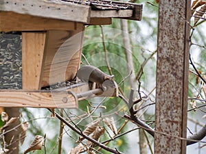 House mouse steals birdseed in a birdhouse