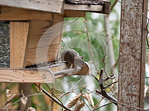 House mouse steals birdseed in a birdhouse