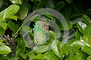 House mouse steals birdseed in a cherry laurel bush