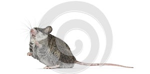 House mouse on white background