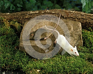 House Mouse and White Mouse, mus musculus, Adults standing on Stone