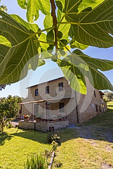 House of natural bricks behind leafs of a fig tree