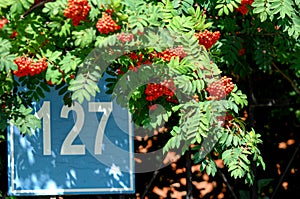 House number. Serial number. Rowan branch with red berries