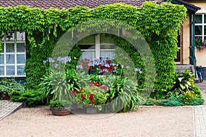 House overgrown with creepers