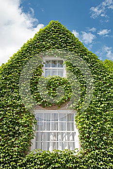 House overgrown with green ivy