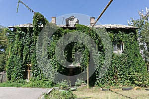 House is overgrown with green ivy. House covered with green plant of grape.