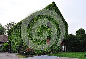 House overgrown with green ivy, Sélestat France