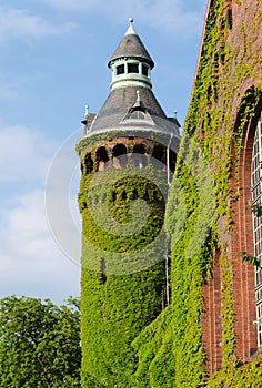 House overgrown with ivy