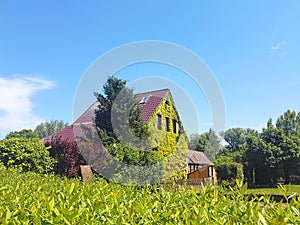 house overgrown with ivy plants