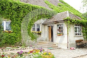 House overgrown with vines