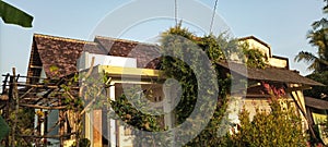 A house that is overgrown with vines and has been abandoned by its occupants