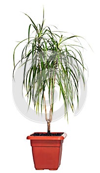 House palm (Dracaena marginata) photo