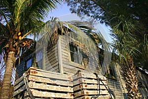 House and palm trees