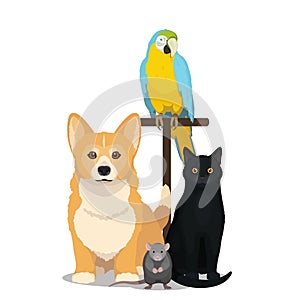House pets vector illustration. Cat, dog, parrot and mouse isolated on white, domesticated animal
