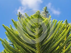 House Pine/Norfolk Island Pine (Araucaria heterophylla, Araucaria cookii ) on blue sky background, bottom view, closeup