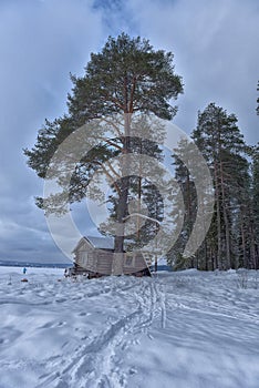 House and pine tree by the lake in winter