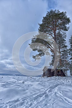 House and pine tree by the lake in winter