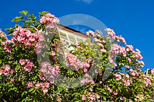 A house with pink climbing roses