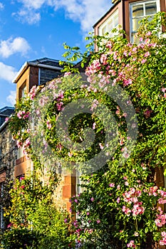 A house with pink climbing roses