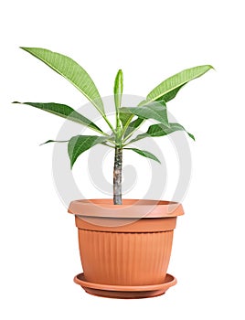 House plant