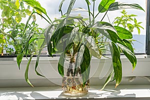 House plant aglaonema rooting cutting propagation in water on window sill indoors