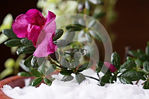 House plant of  azalea  with pink flower in  pot with snow .   The consept of home gardening