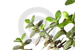 House Plant Background Bright Green Succulent on White Background