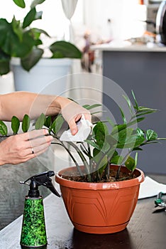 House Plant care and urban jungle garden concept. Home gardener taking care of Zamioculcas. Hands clean green leaves and spraying