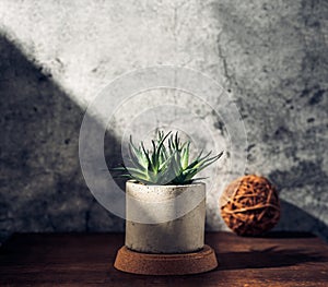 House plant castus in concrete pot on wood table with sunlight create shadow from window at concrete wall