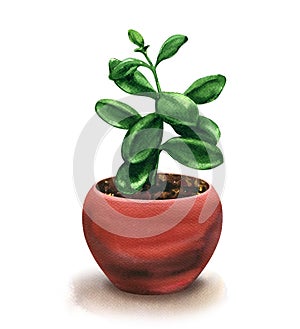 House plant Crassula in pot isolated, money tree, flower succulent, watercolor illustration on white