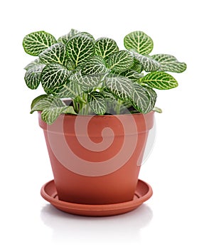 House plant Fittonia