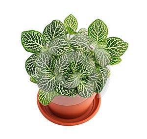 House plant Fittonia