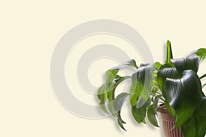 House plant in flowerpot close up isolated on yellow background
