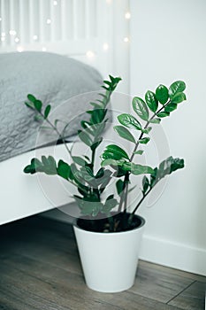 House plant green ficus in white pot on floor near the bed. White bedroom interior