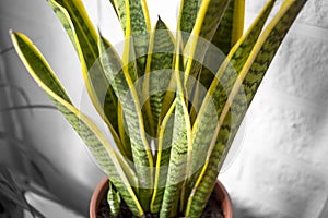 House plant with green-yellow leaves Sansevieria trifasciata on a pot, desaturated background