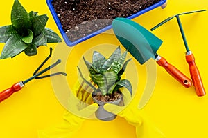 House plant in hands. Gardening layout - hobbies activities for summer season