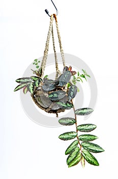 House plant hanging, Crochet work