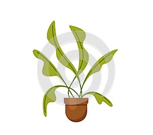 House plant isolated. Vector flat house plant pot illustration