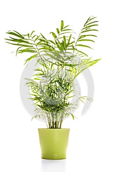 House plant isolated on white