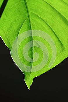 House plant leaf detail