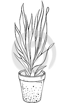 House plant with long leaves line art