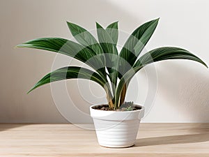 House plant in pot, isolated in white bright background, decorative indoor plant, AI generated image