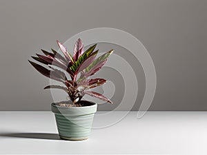 House plant in pot, isolated in white bright background, decorative indoor plant, AI generated image