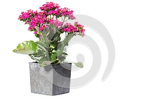 House Plant potted plant isolated on white photo