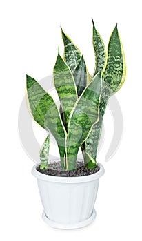 House plant Sansevieria